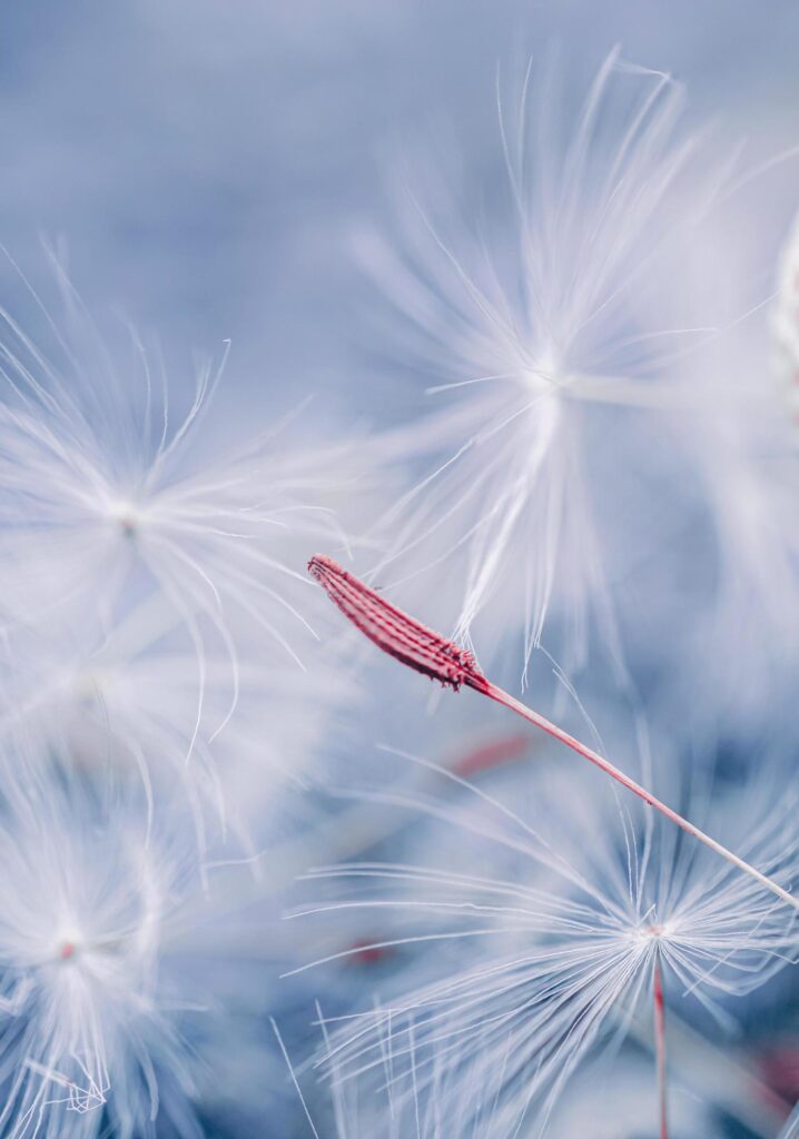 beautiful dandelion flower seed in spring season Stock Free