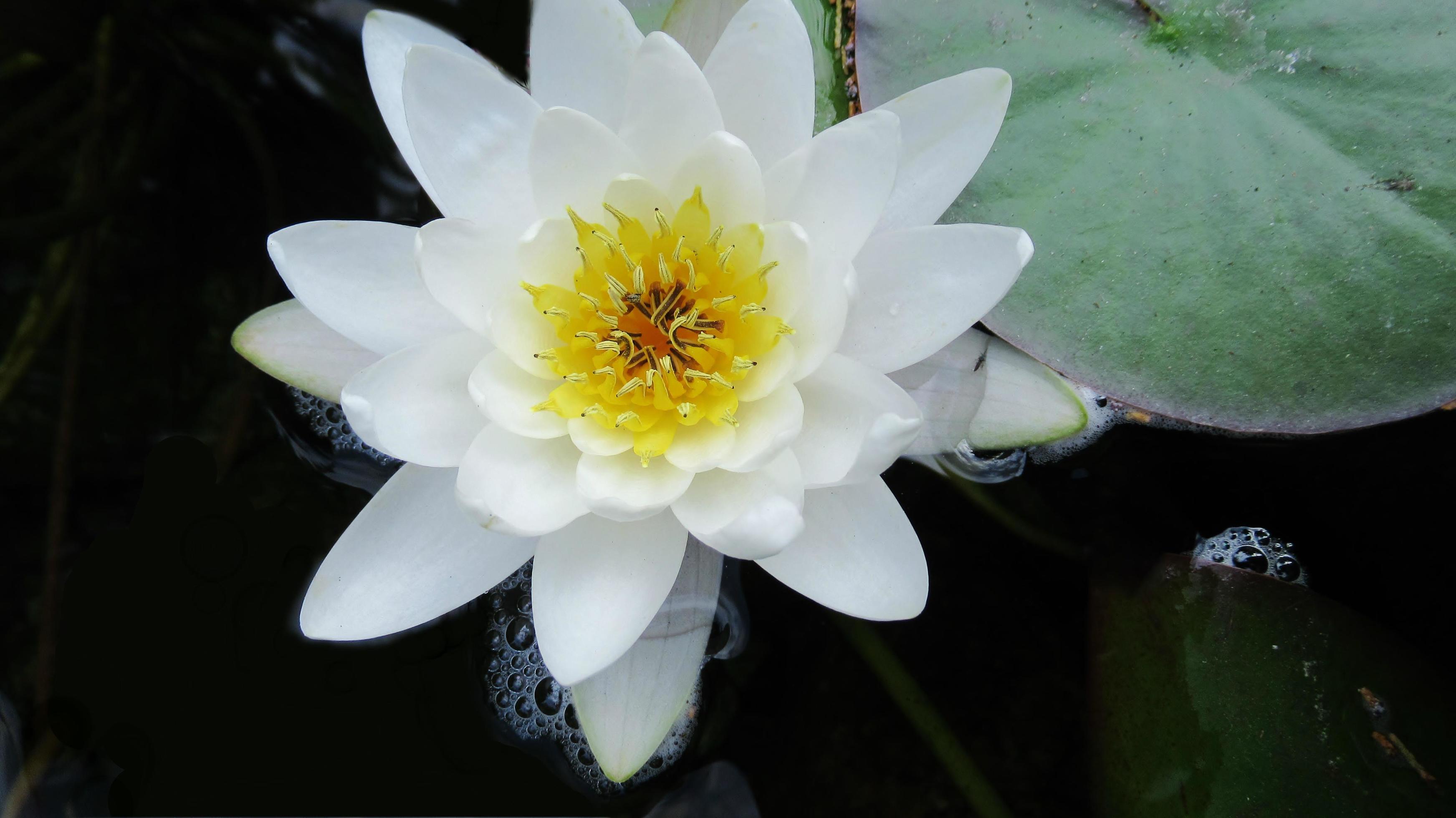 white waterlily, flower closeup Stock Free