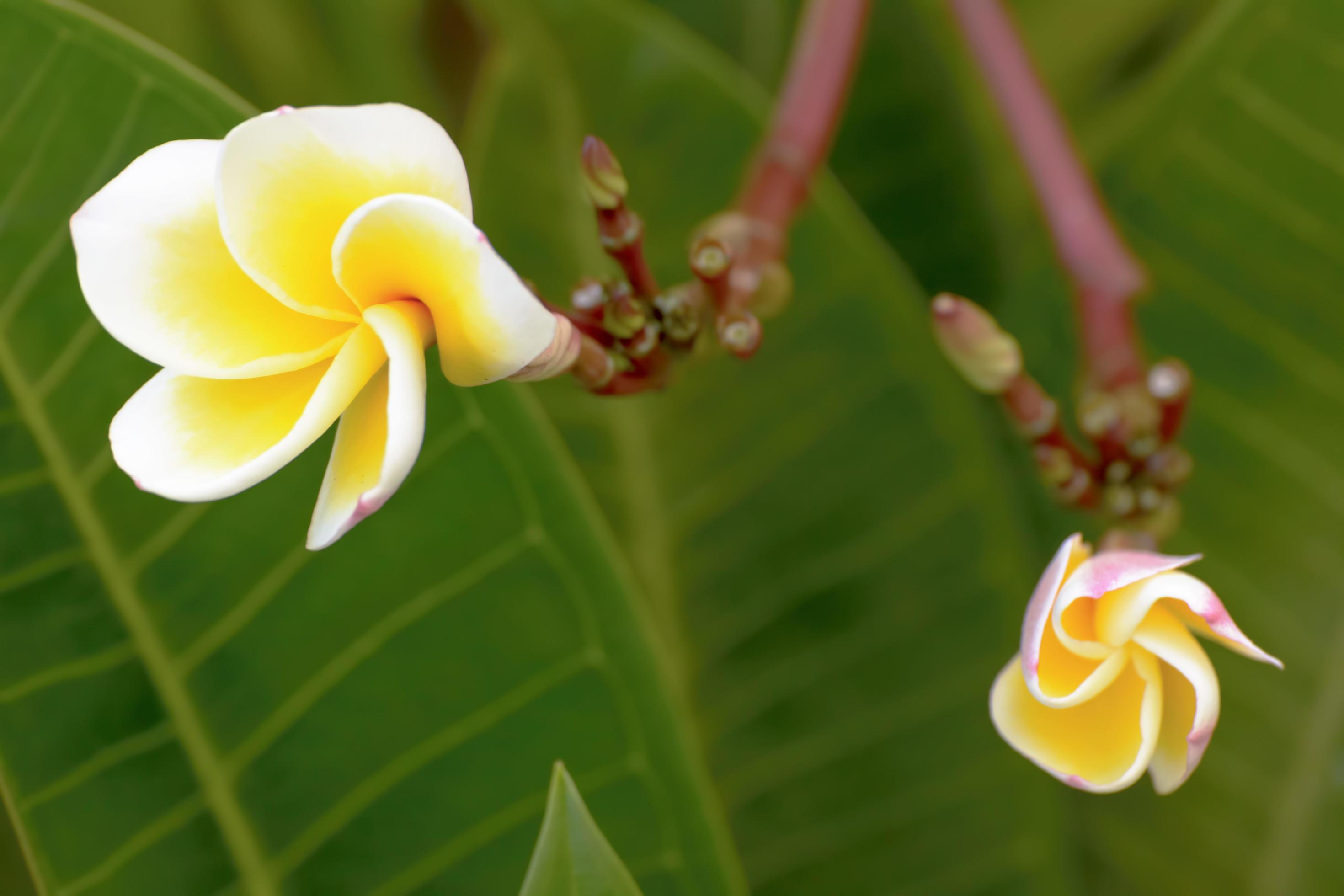 Plumeria flowers are so beautiful that popular in Thailand. Stock Free