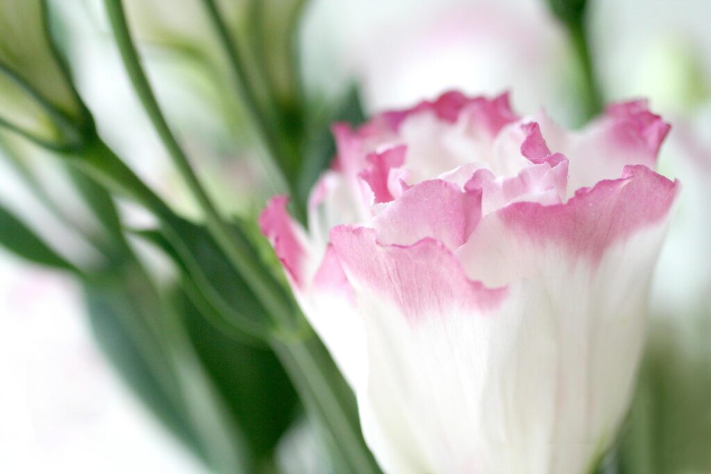 Beautiful flower close up on blur background Stock Free