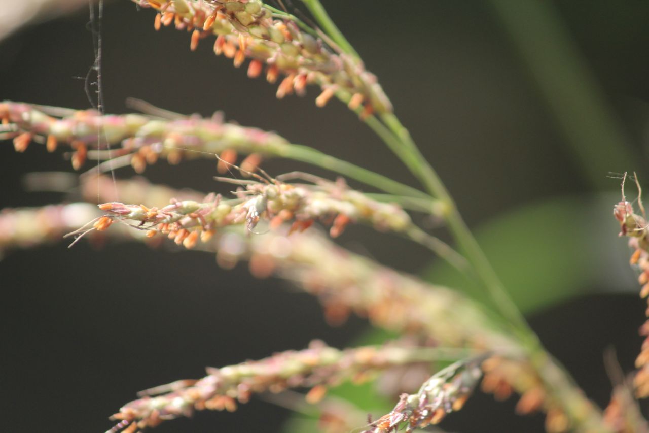 Branch Flowering Plant Stock Free