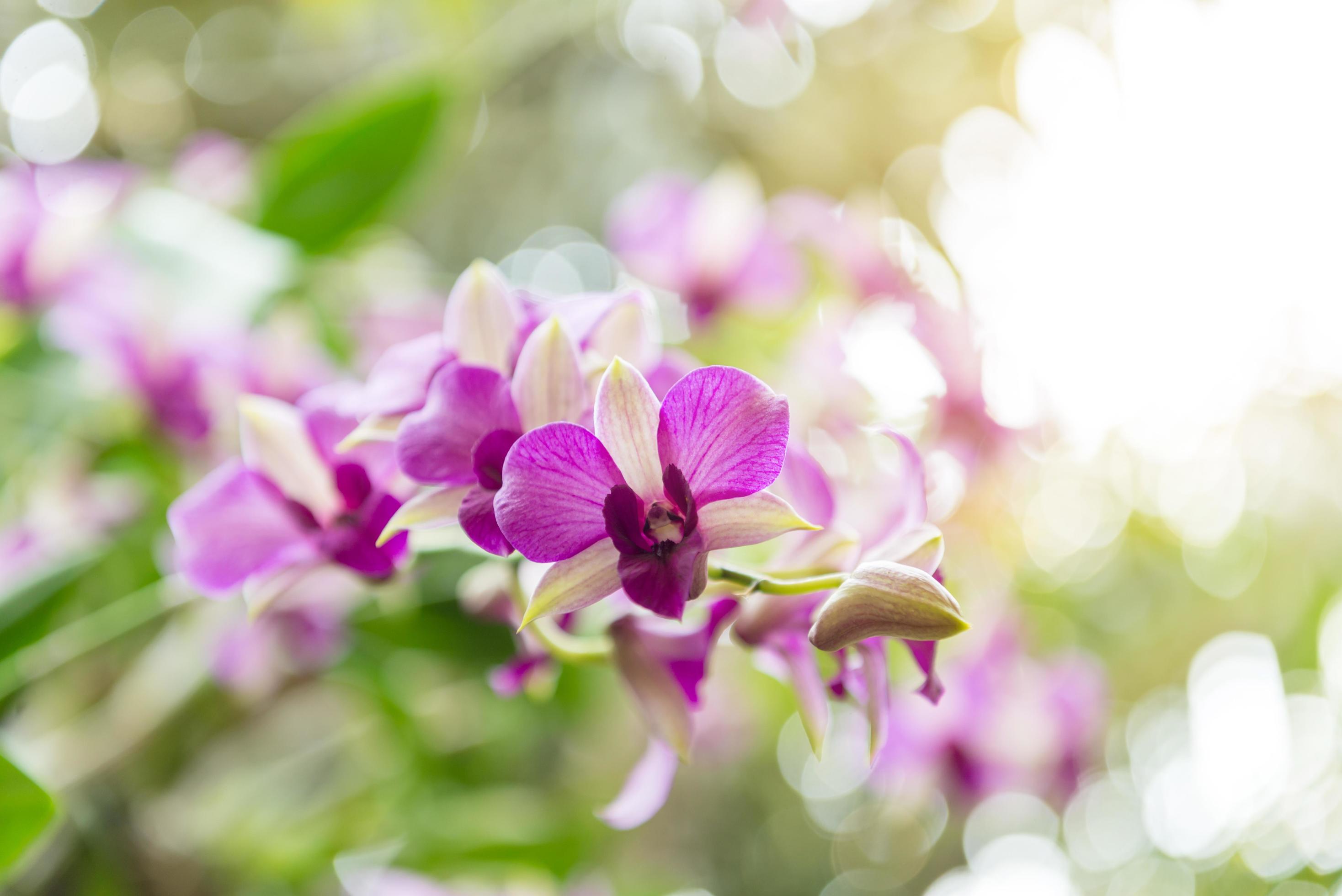 violet orchid flowers with natural background in the garden Stock Free