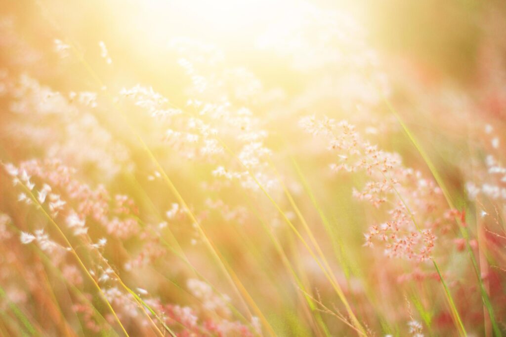 Soft Focus Beautiful grass flowers in natural sunlight Background Stock Free