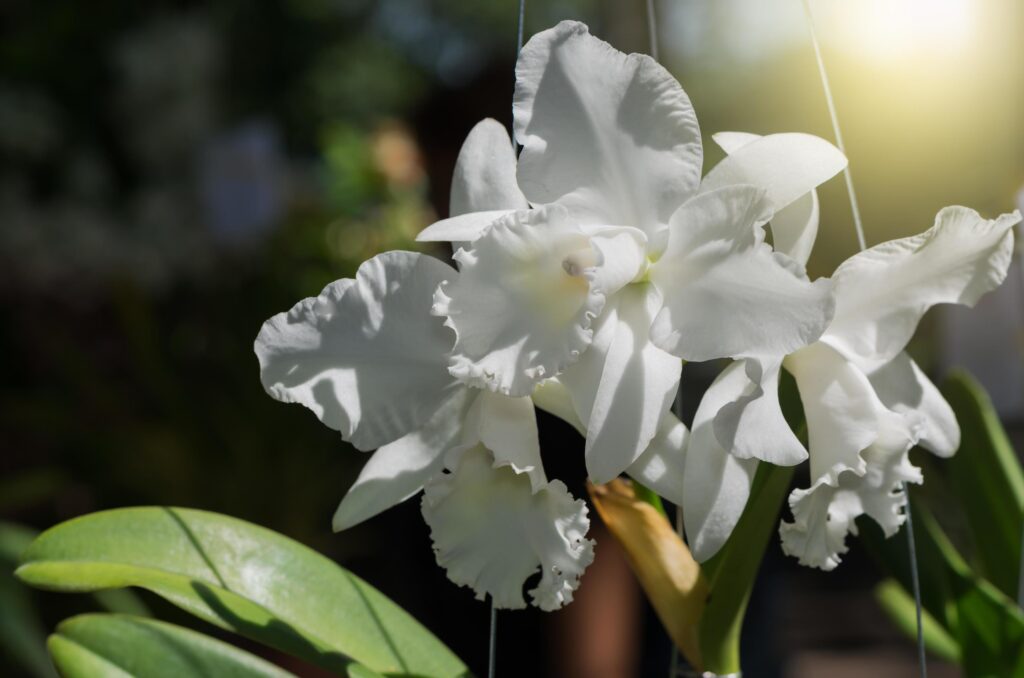 beautiful white cattleya orchid flower Stock Free