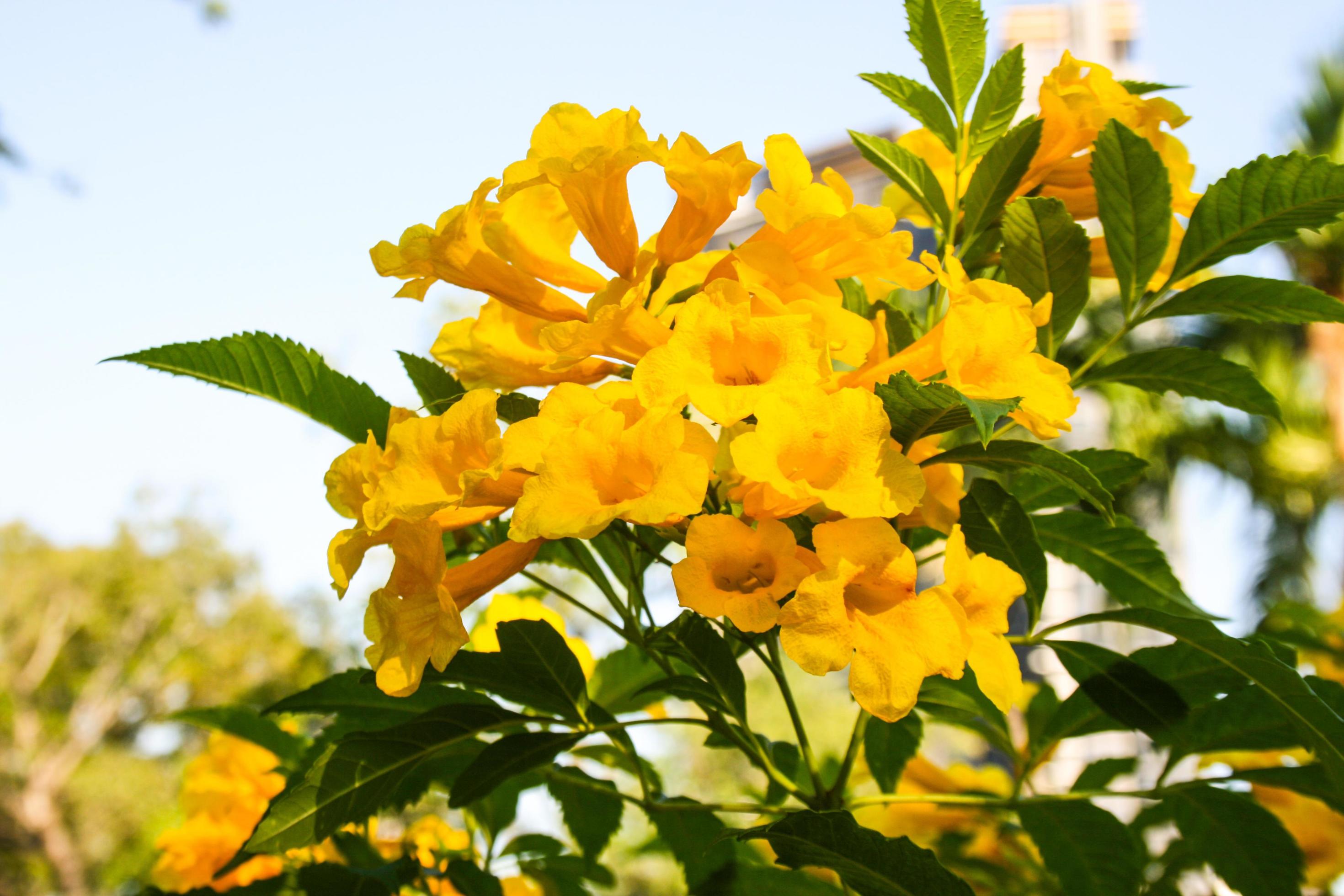 yellow flowers blooming in chatuchak park Thailand Stock Free