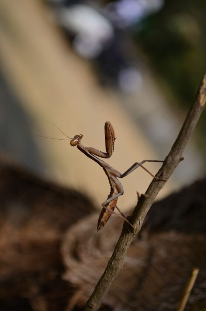 Praying Mantis Stock Free