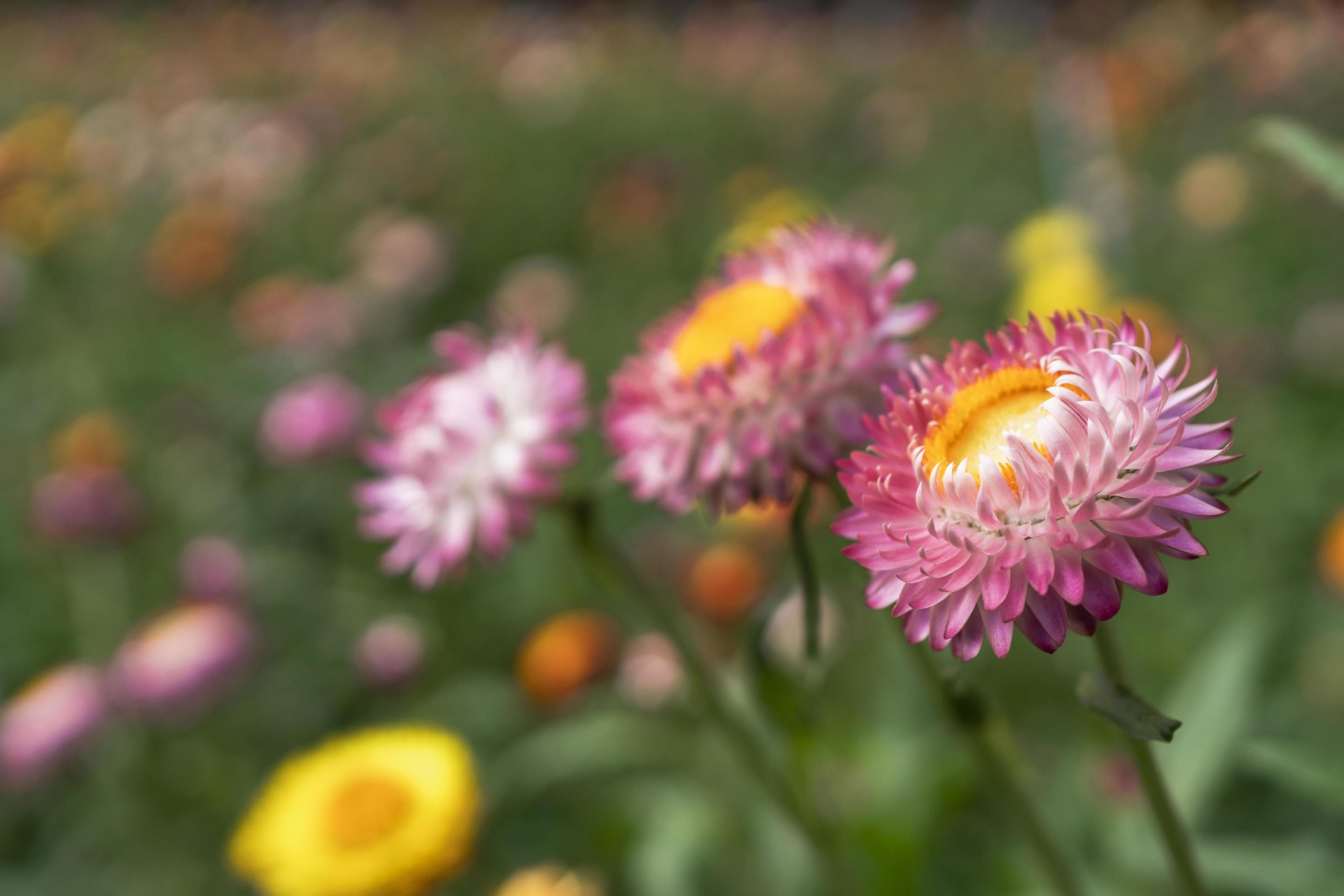 colorful straw flower blossom booming in garden Stock Free