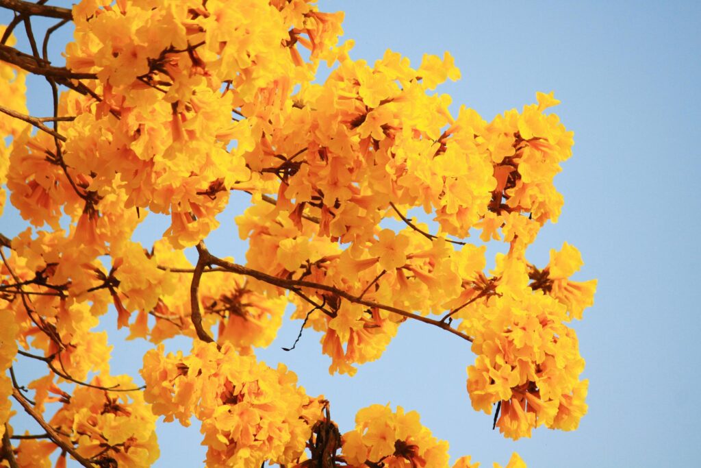 Blossom Dwarf Golden Trumpe flowers with blue sky. Tabebuia chrysotricha flowers Stock Free