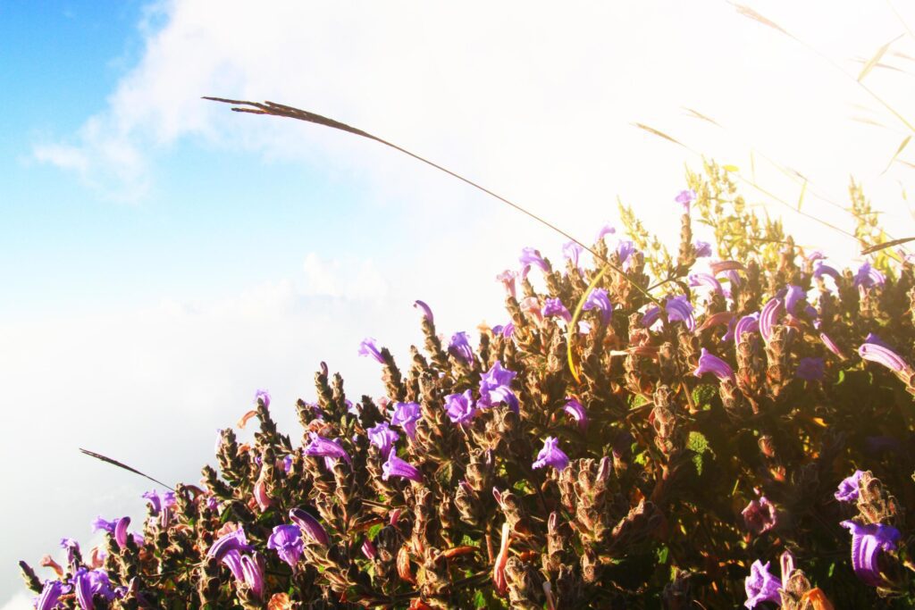 Beautiful wild Purple flowers with golden light in sunrise. Blossom spring field floral with blue sky in forest on the mountain, Thailand Stock Free