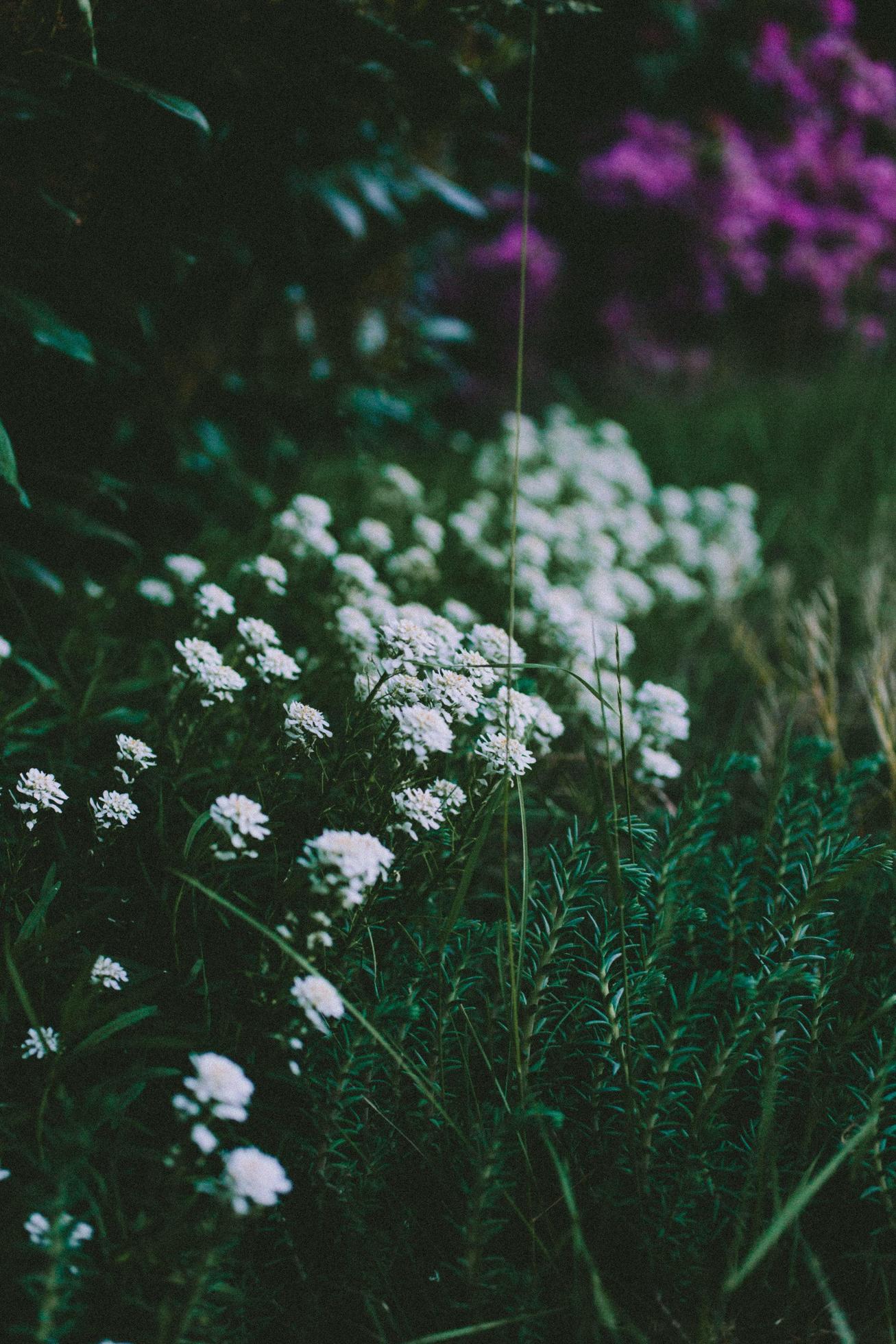 White flowers in tilt shift lens Stock Free