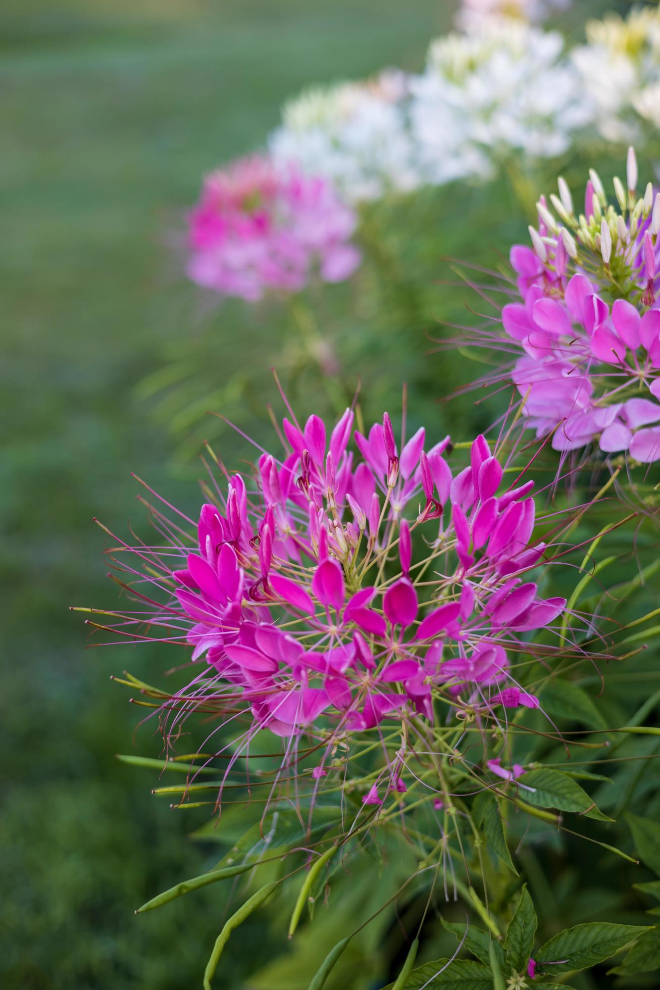 A close-up view of beautiful blooming clusters of pink and white spider flowers. Stock Free