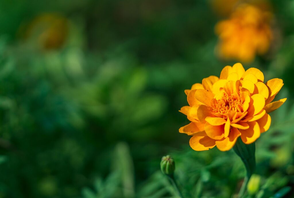 Close up one yellow flower and blur background and text space Stock Free