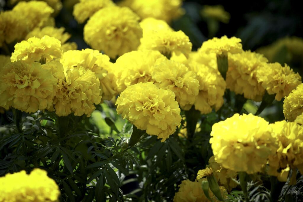 Beautiful yellow marigold flowers blooming in the summer garden Stock Free