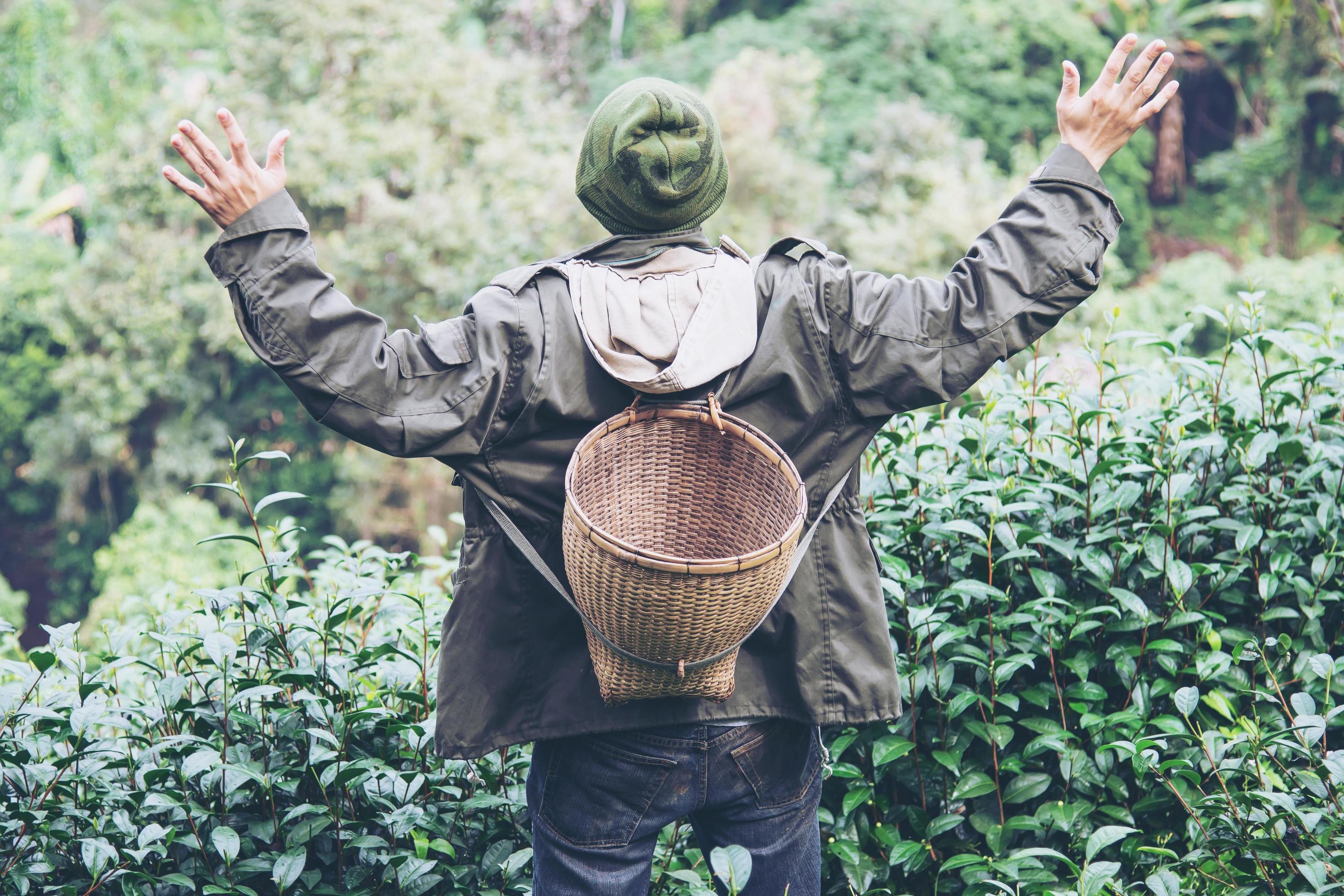 Man harvest pick fresh green tea leaves at high land tea field in Chiang Mai Thailand – local people with agriculture in high land nature concept Stock Free