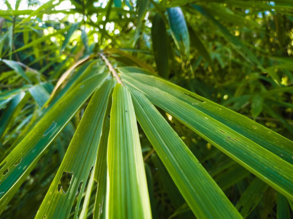 close up of green bamboo leaves suitable for natural background Stock Free