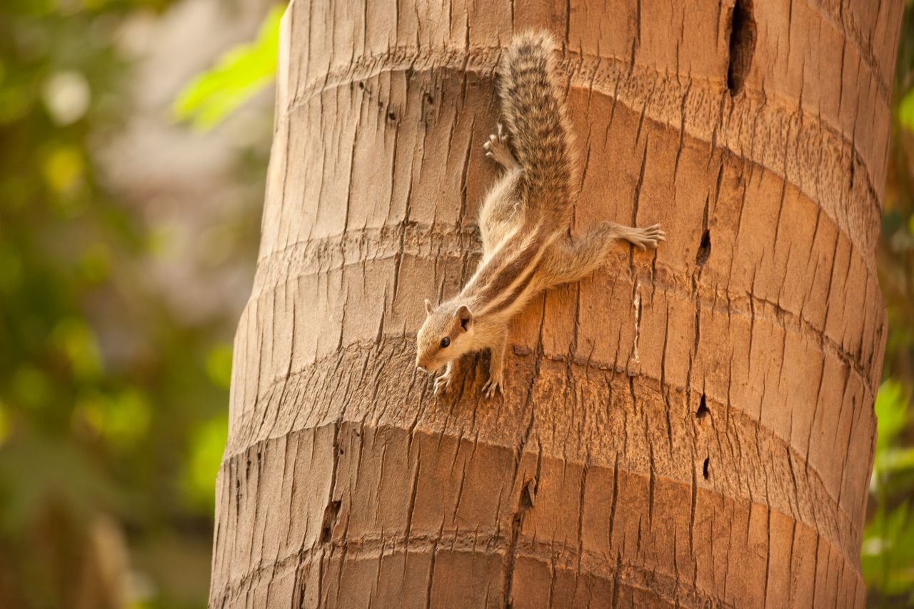 Squirrel Climbing Down Tree Stock Free