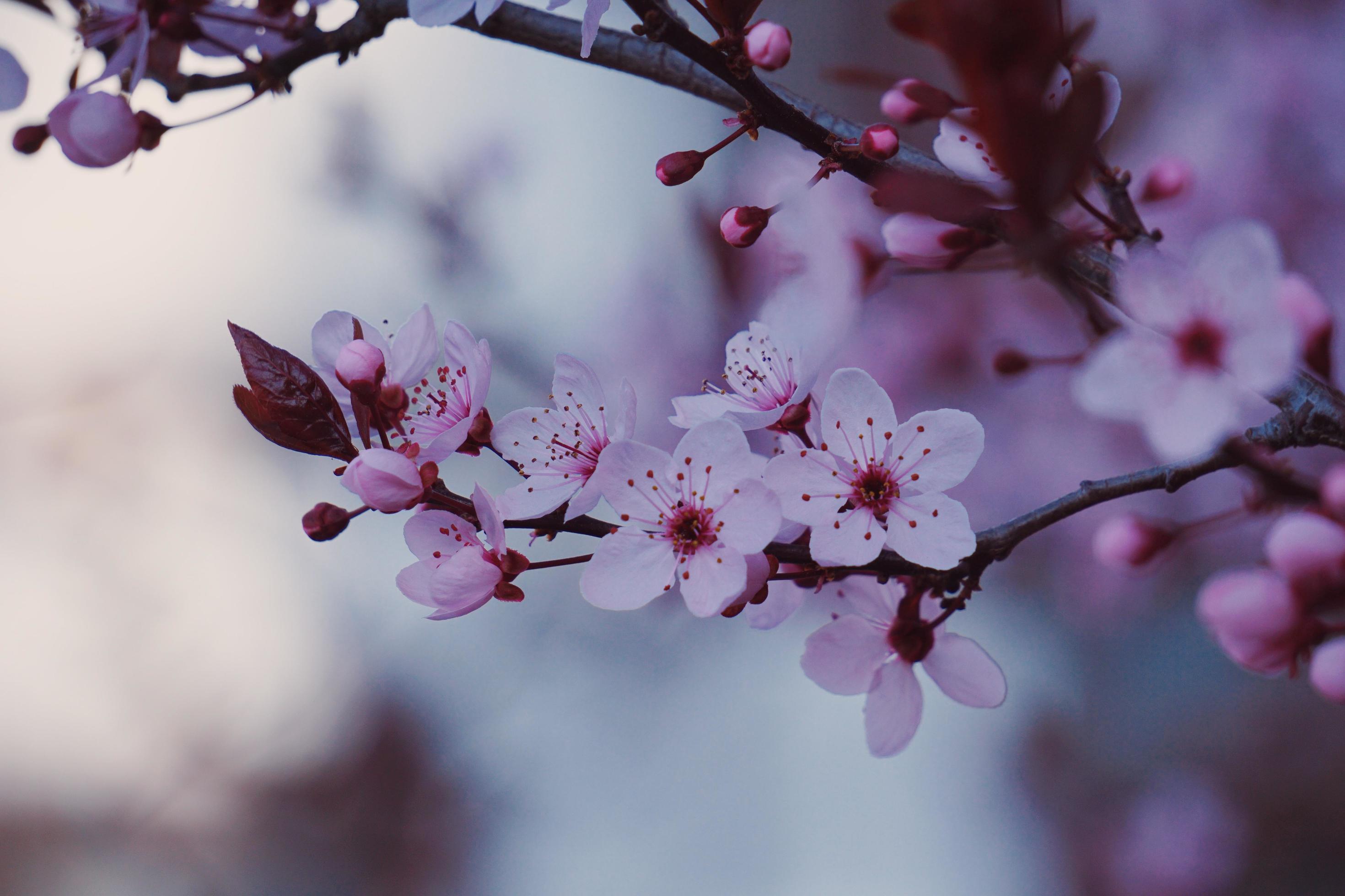 Beautiful pink flower in the spring season Stock Free