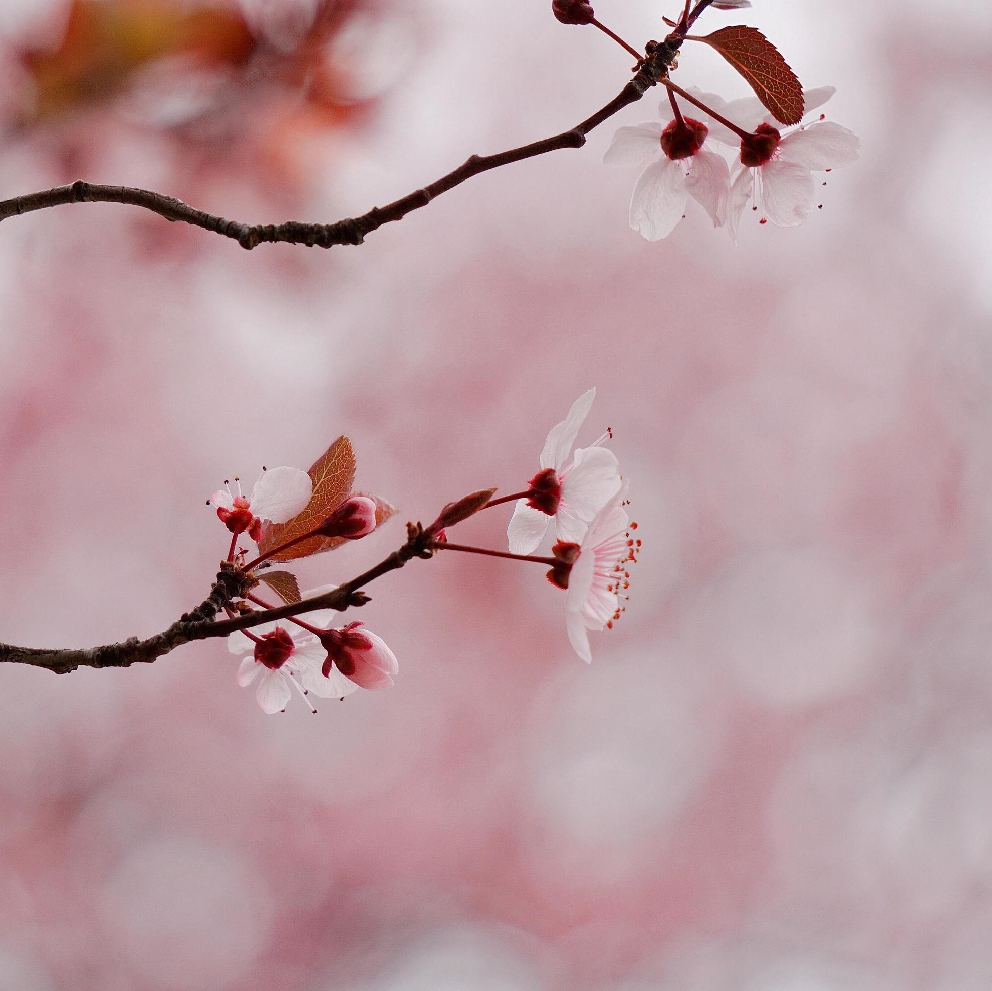 Pink flower plant in nature in the spring season Stock Free