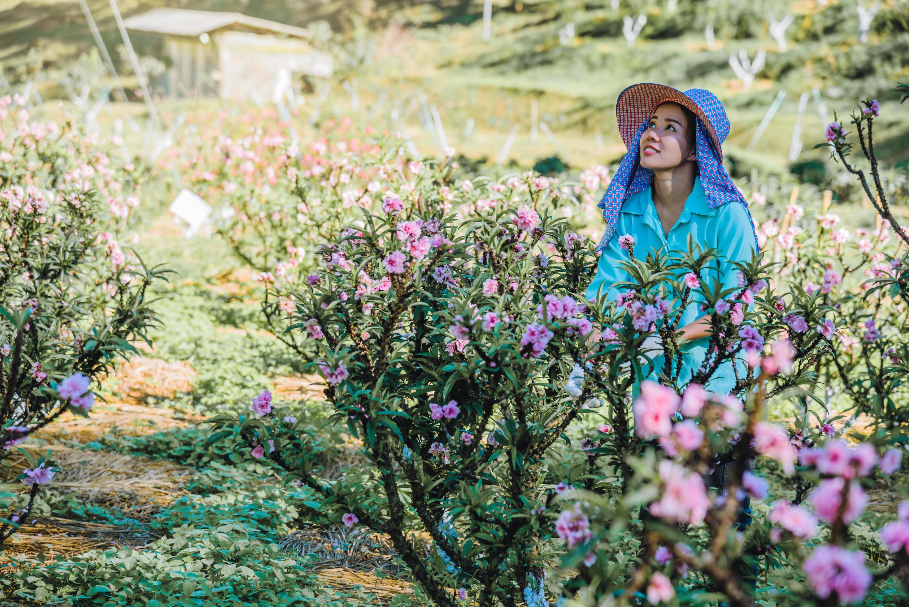 Female farmer workers are working in the apricot tree garden, Beautiful pink apricot flowers. Stock Free