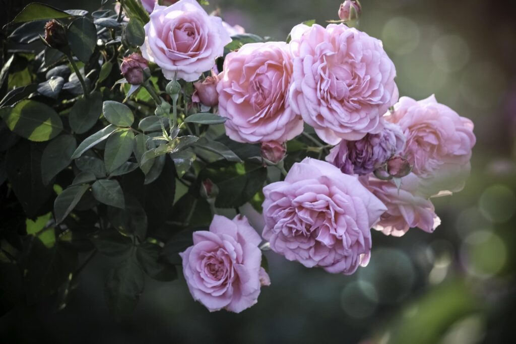 Pink English roses blooming in the summer garden, one of the most fragrant flowers, best smelling, beautiful and romantic flower Stock Free