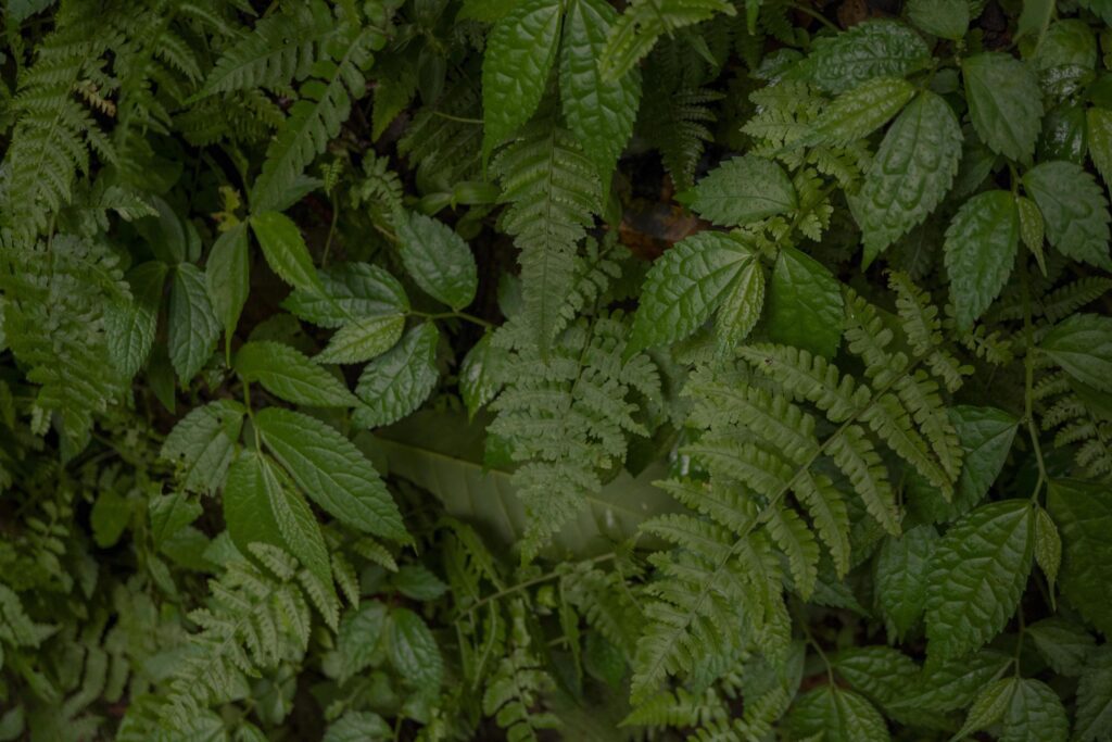 Close up of green leave background on rainforest. Photo is suitable to use for nature background, botanical poster and nature content media. Stock Free