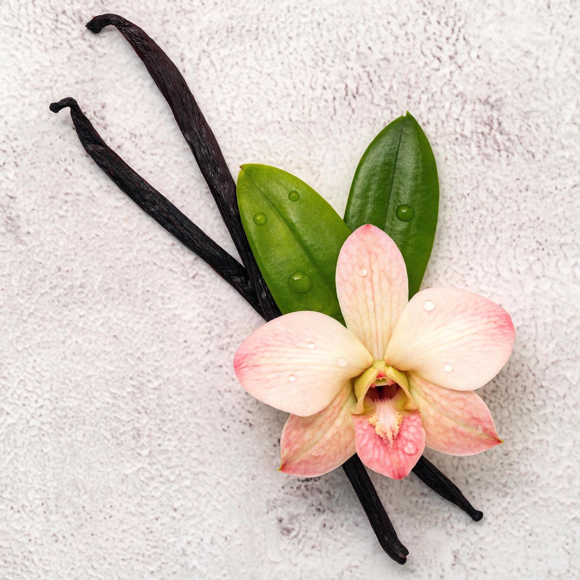 Dried vanilla sticks and orchid flower set up on white concrete background. Stock Free