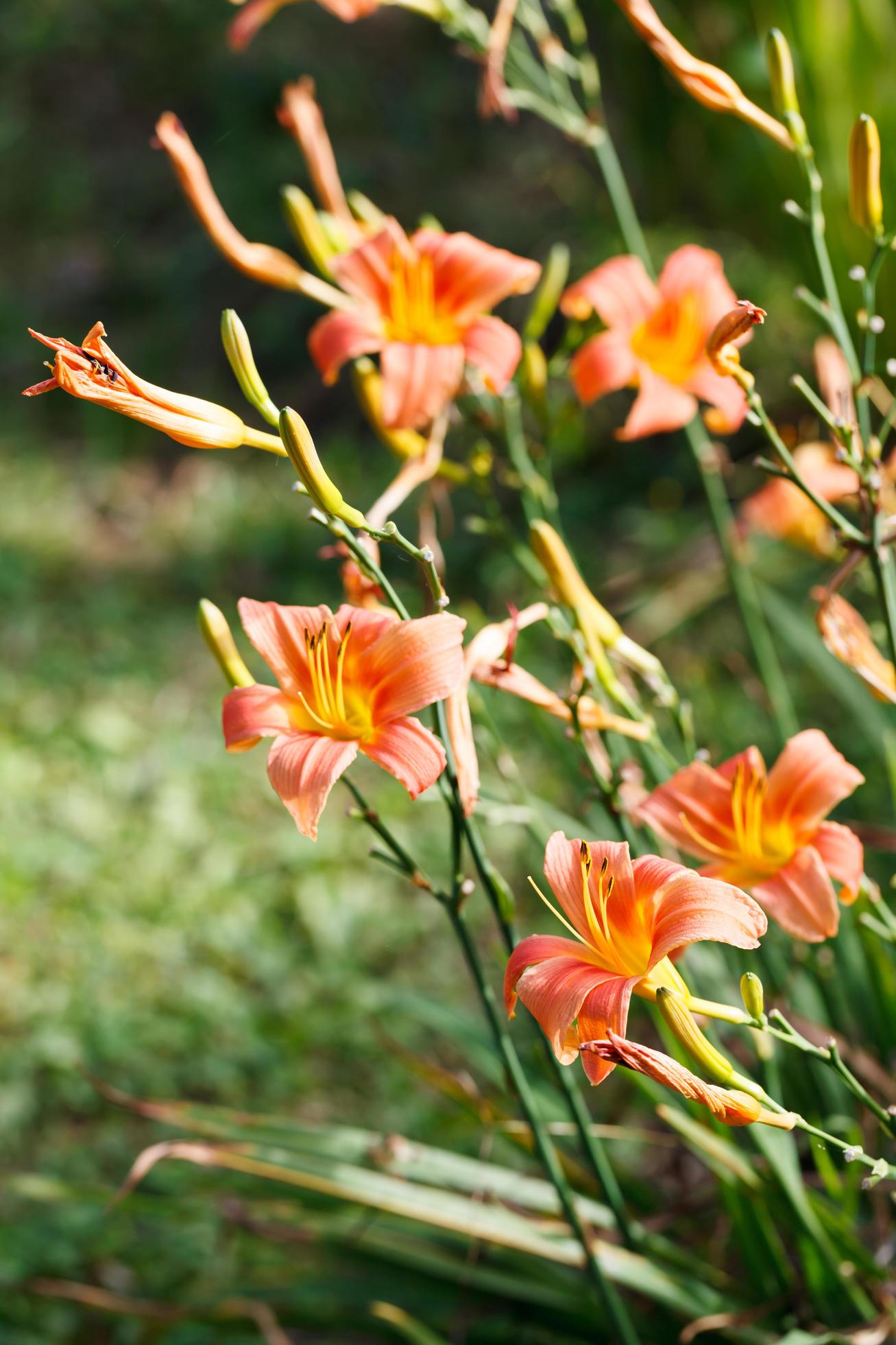 Orange-yellow lily flower,Close-up Stock Free