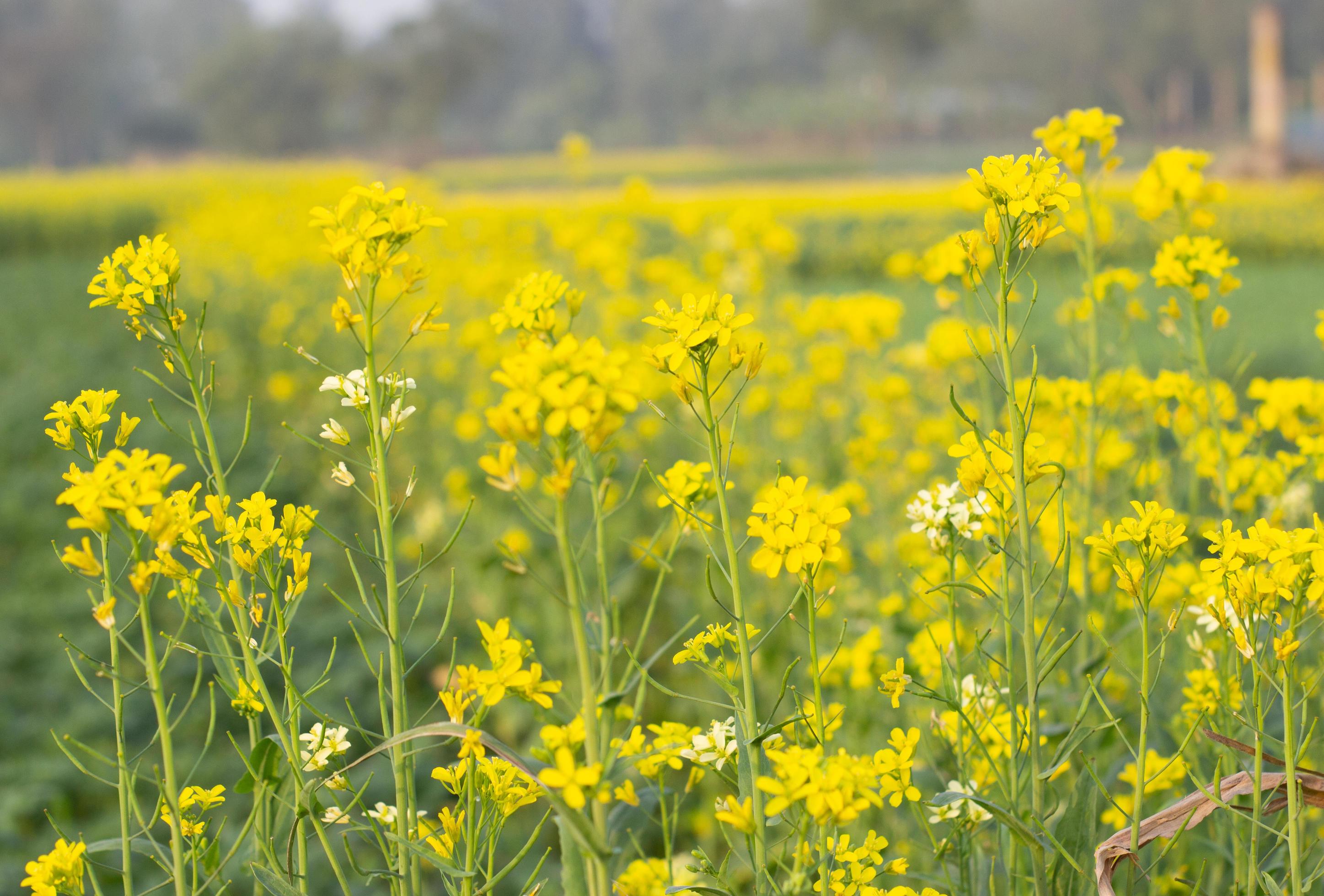 Mustard Beautiful flower – Nature yellow landscape flower Stock Free