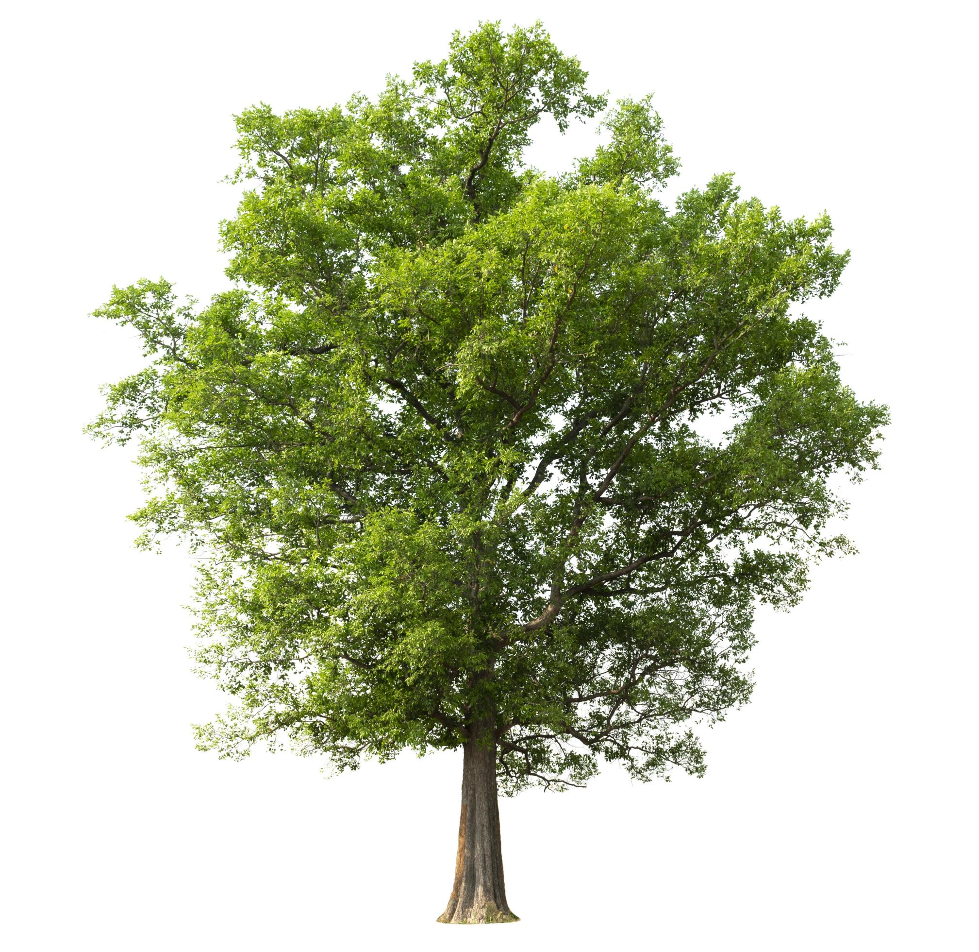 big tree isolate on white background Stock Free