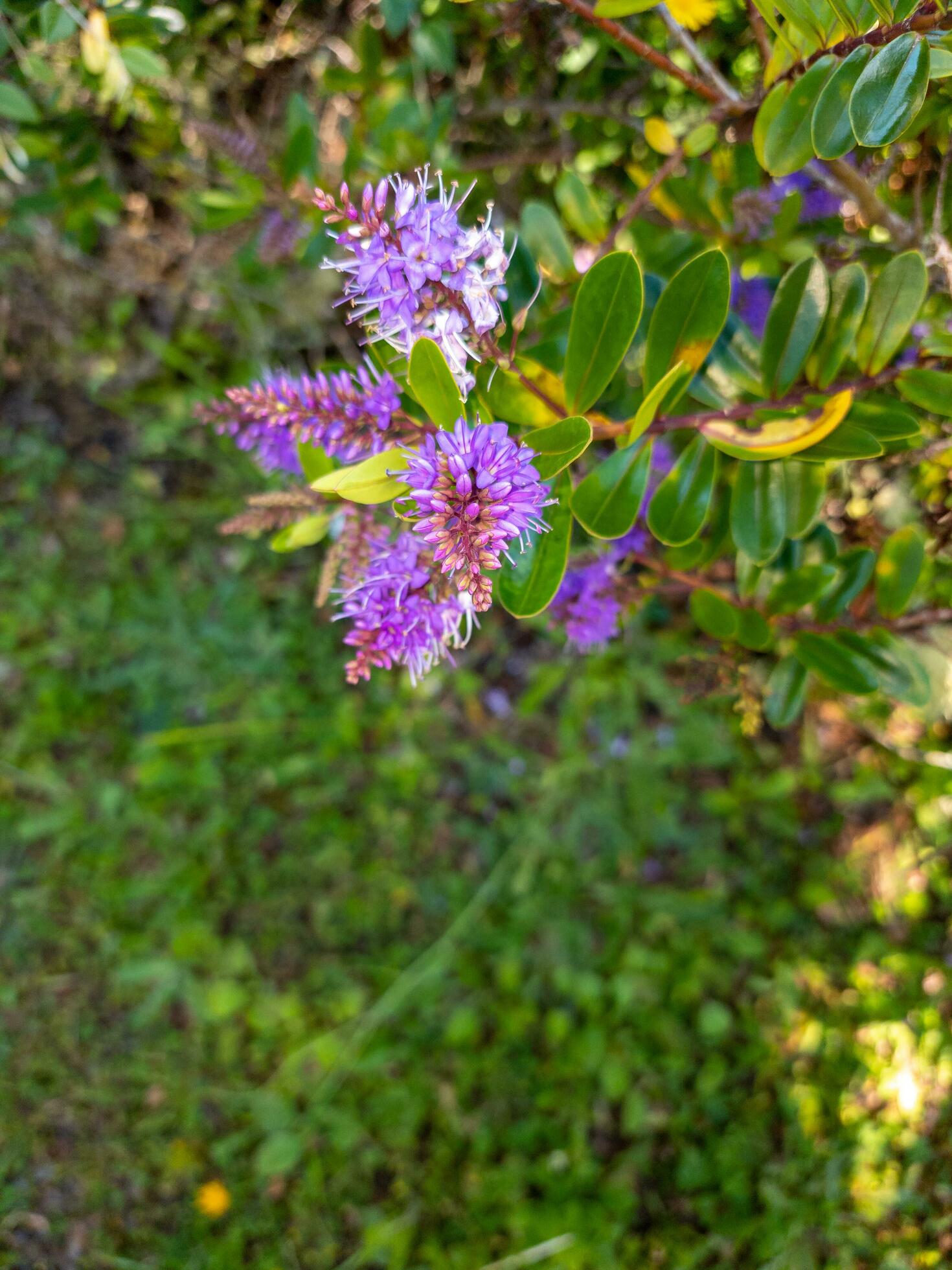 Hebe Plant and Flower Stock Free