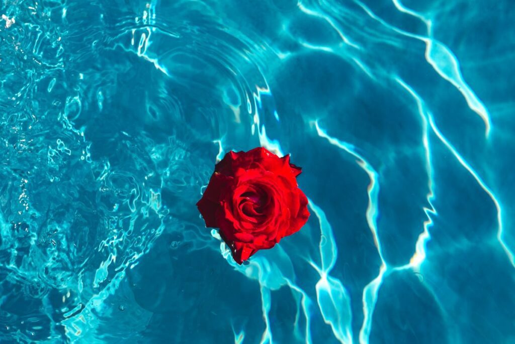 Fresh garden rose on the blue water of a swimming pool on a warm summer day Stock Free