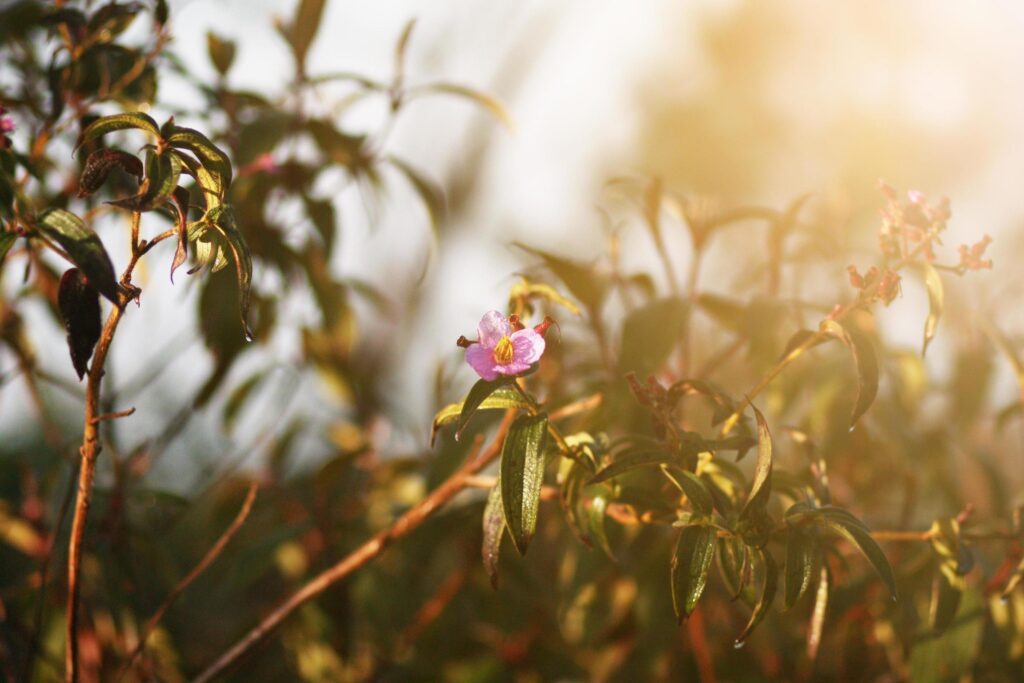 Beautiful bloming pink wild flowers fields in springtime and natural sunlight shining on mountain. Stock Free