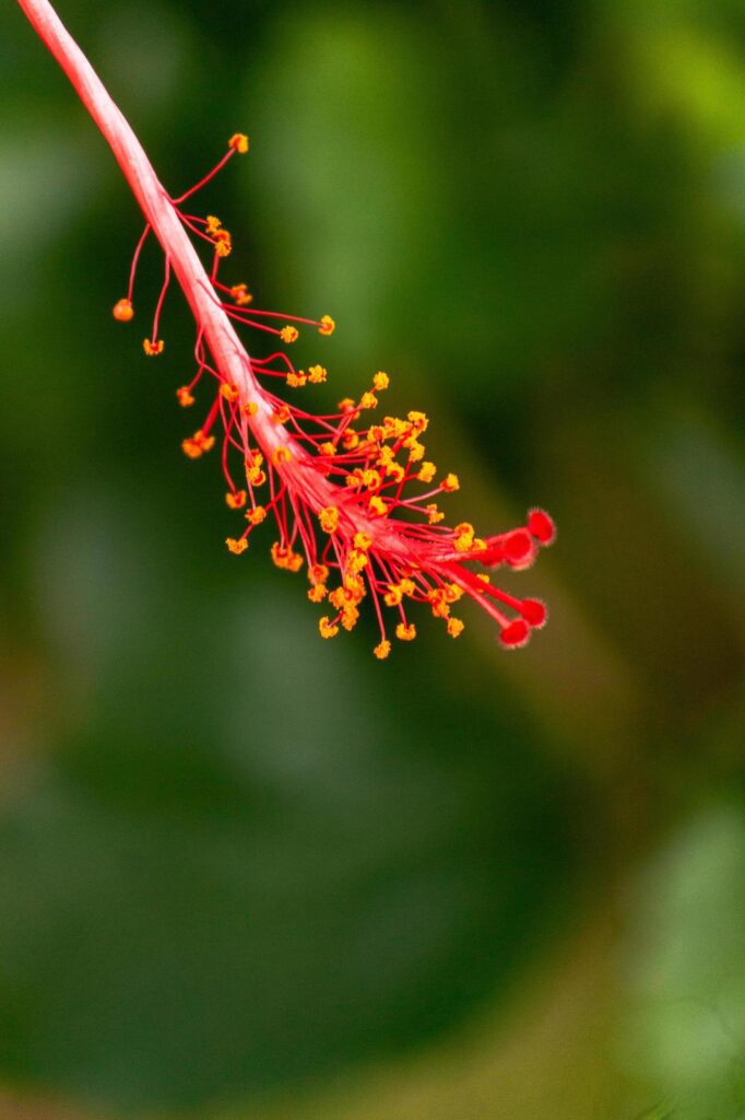 hibiscus flower in the garden Stock Free