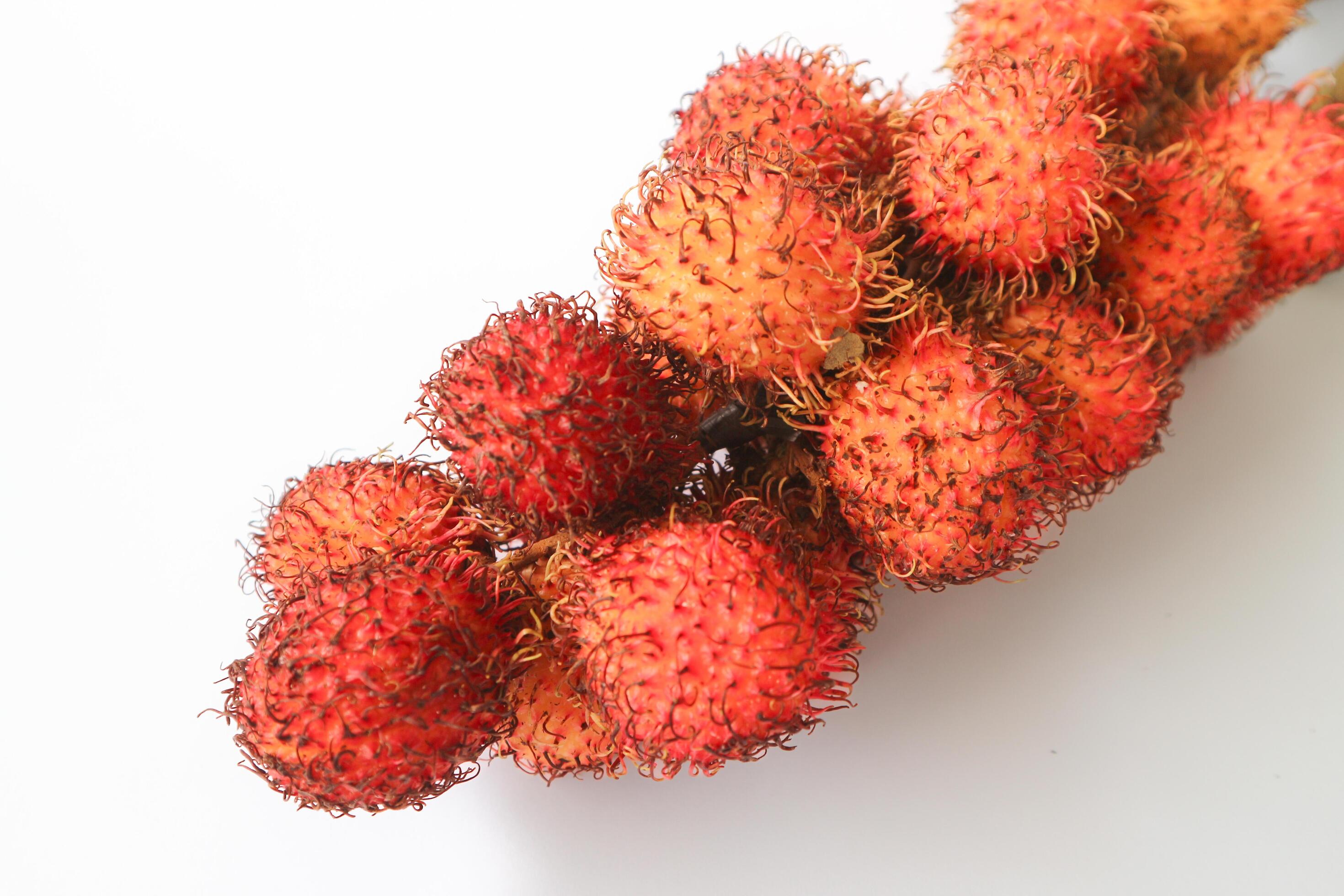 Rambutan taxonomic name, Nephelium lappaceum is a medium sized tropical tree in the Sapindaceae family Stock Free