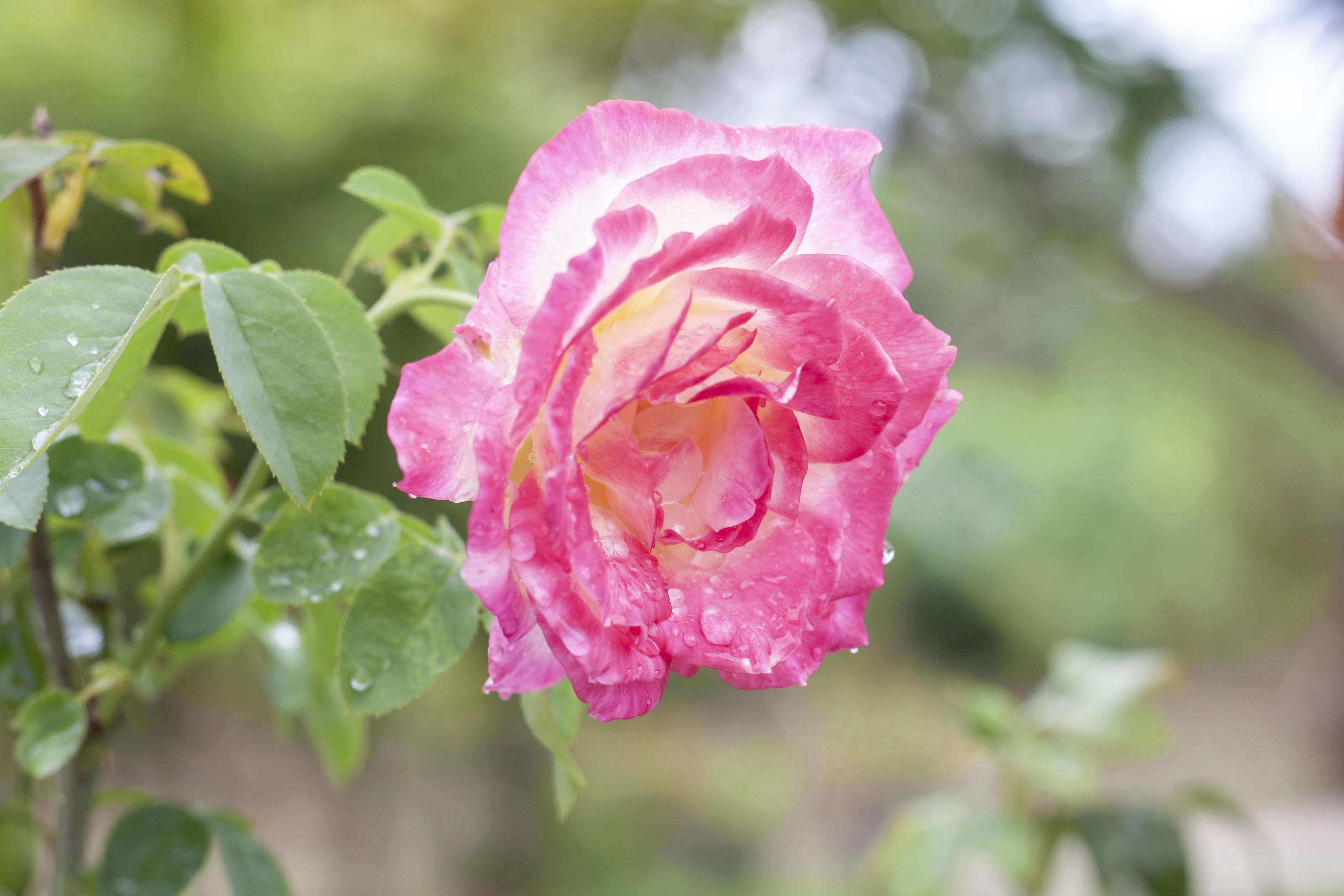 Pink and yellow rose flower to blooming after rain with raindrops in the garden on blur nature background. Stock Free