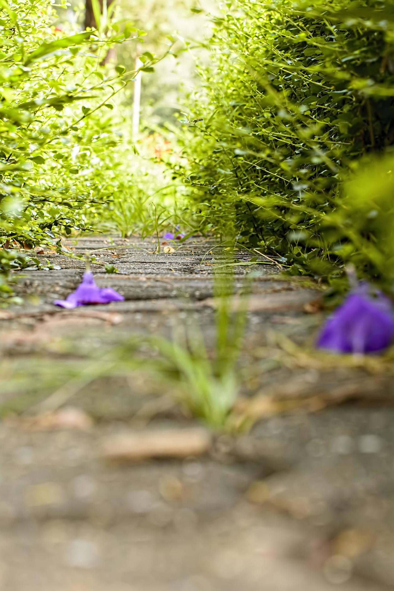 Walkway in nature Stock Free