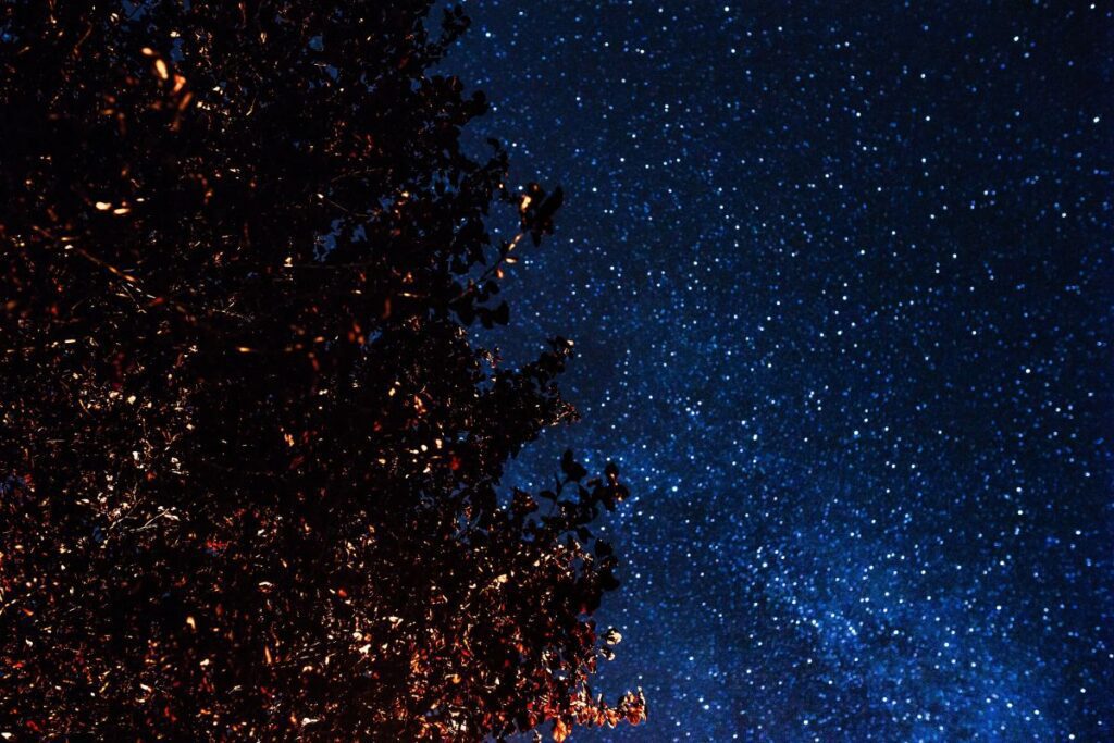 A trees under the starry sky Stock Free