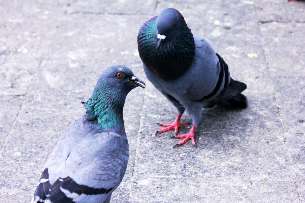 Two Pigeons Stock Free