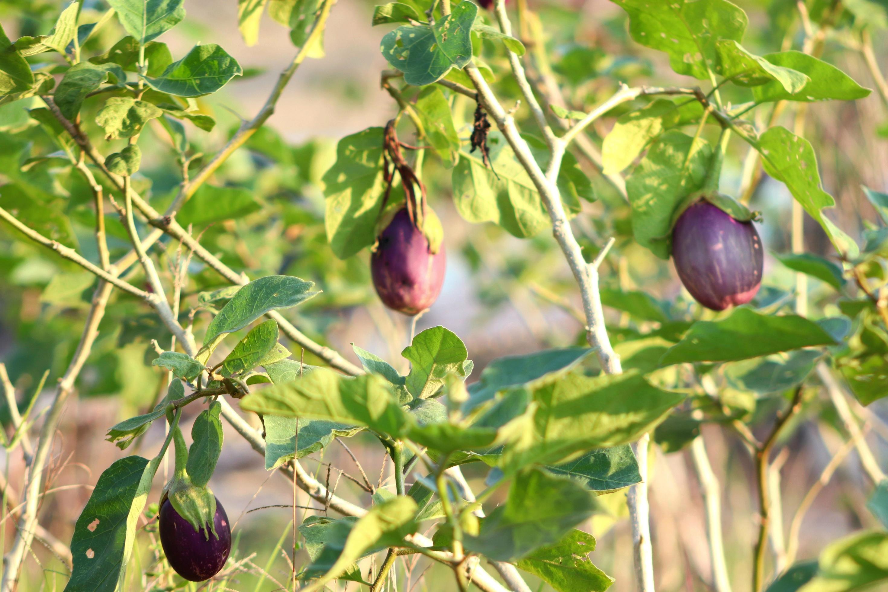 Organic plants, purple eggplant fruit vegetables, natural healthy vitamin foods Stock Free