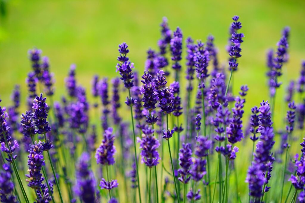 Lavender, Flowers, Plants image Stock Free