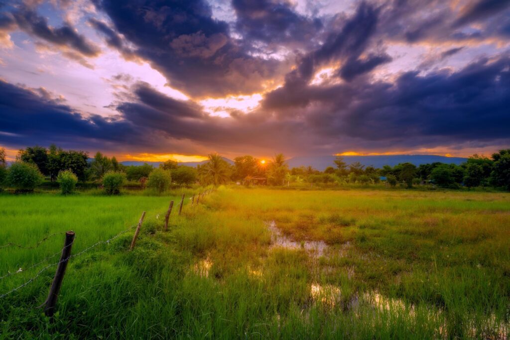 Natural scenic rice field and sunset in thailand Stock Free