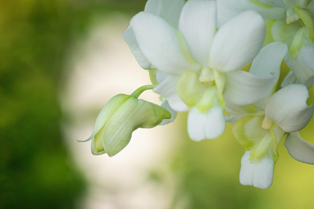 eautiful white orchid flowers nature background For various design work Stock Free