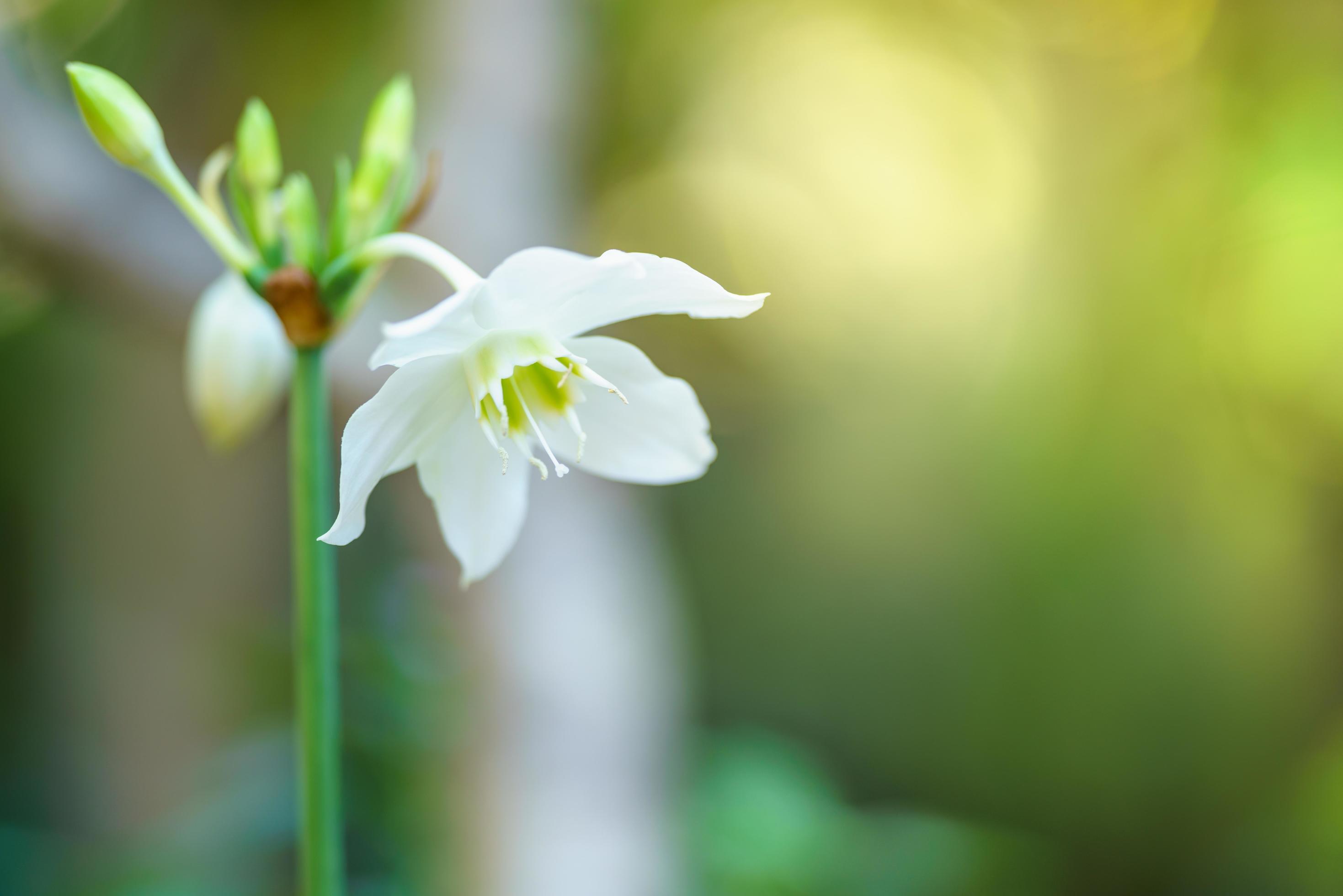 Closeup of white flower and green leaf under sunlight with copy space using as background natural plants landscape, ecology cover page concept. Stock Free