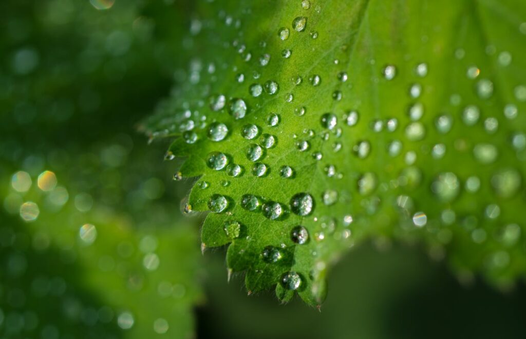 Water drops on leafs Stock Free