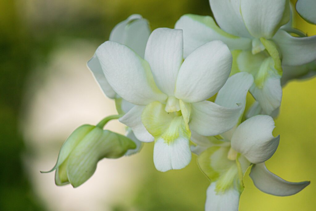 eautiful white orchid flowers nature background For various design work Stock Free