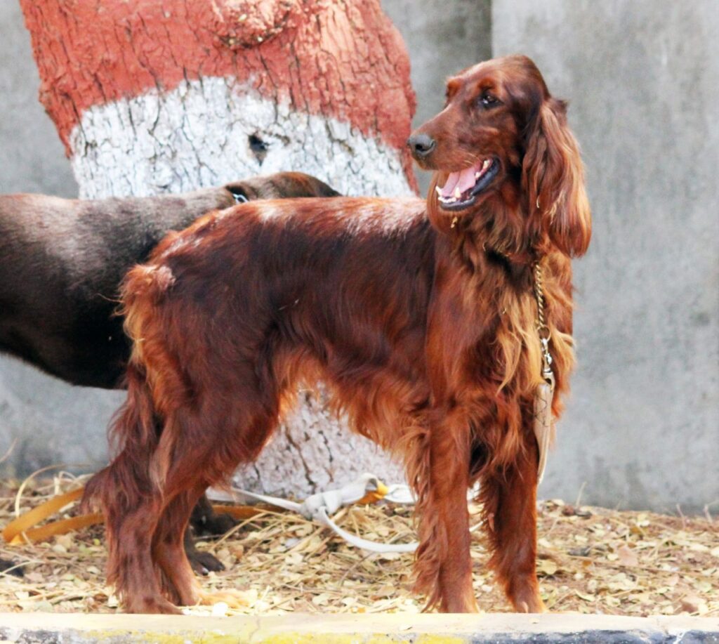 American Cocker Spaniel Stock Free