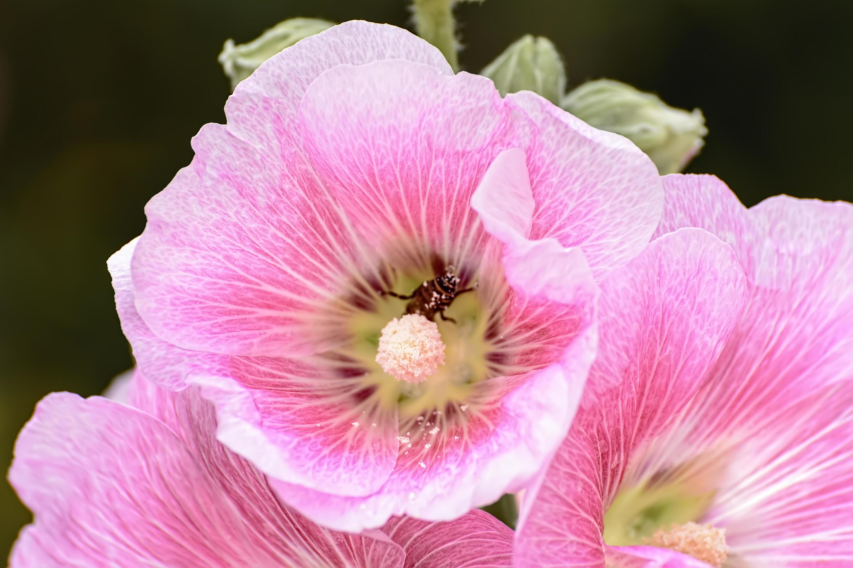 Hollyhock flower is many colors and beautiful in the garden. Stock Free