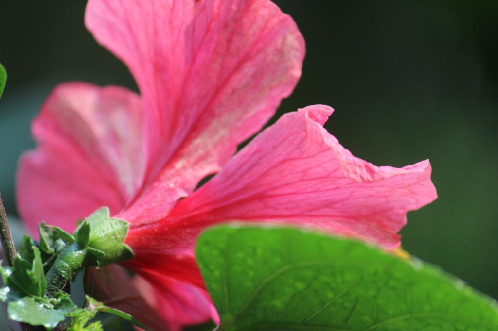 Hibiscus Rose Mallow Flower Stock Free