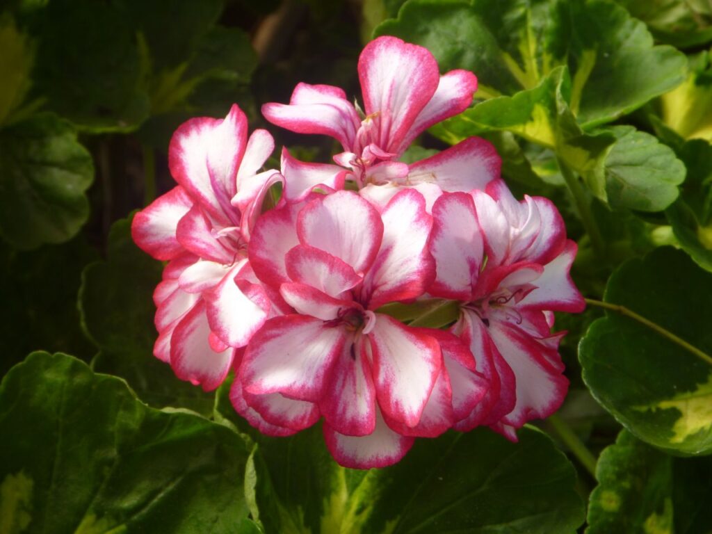 Amazing Pink White Flowers Stock Free