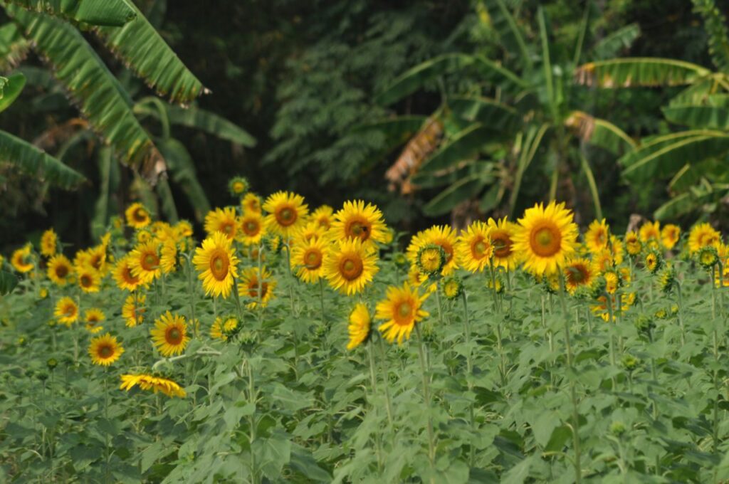 Sunflowers Garden Park Stock Free